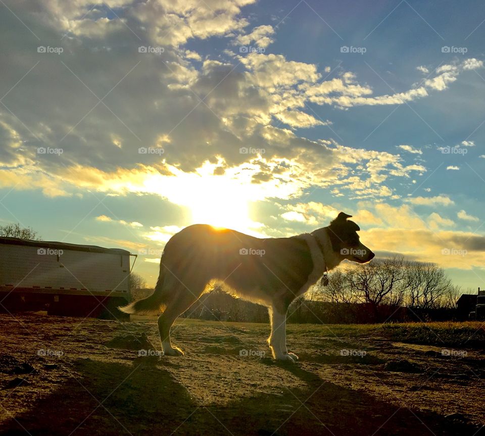 Doggy glow