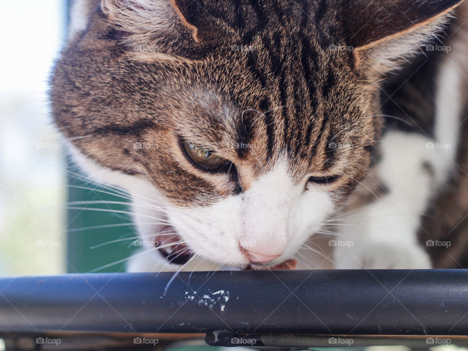 Tabby and white cat eats snacks off a table top