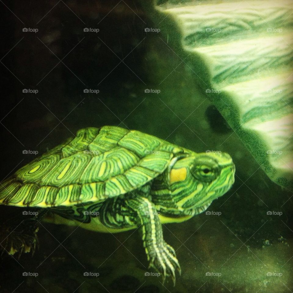my pet turtle