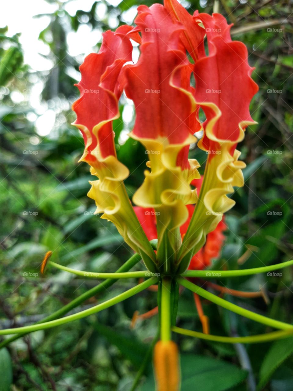 colourful amazing nature.