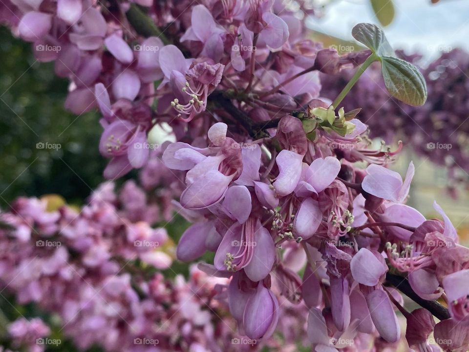 A close up of a Flower 