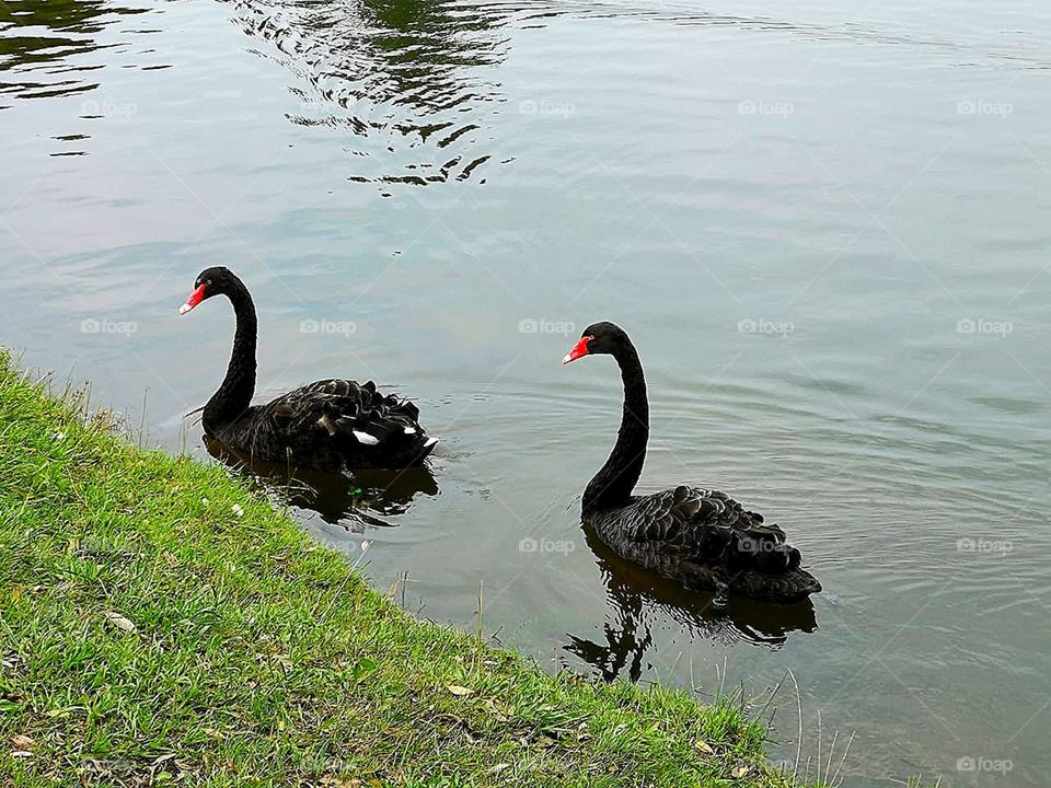 Two black swans on the lake near the shore