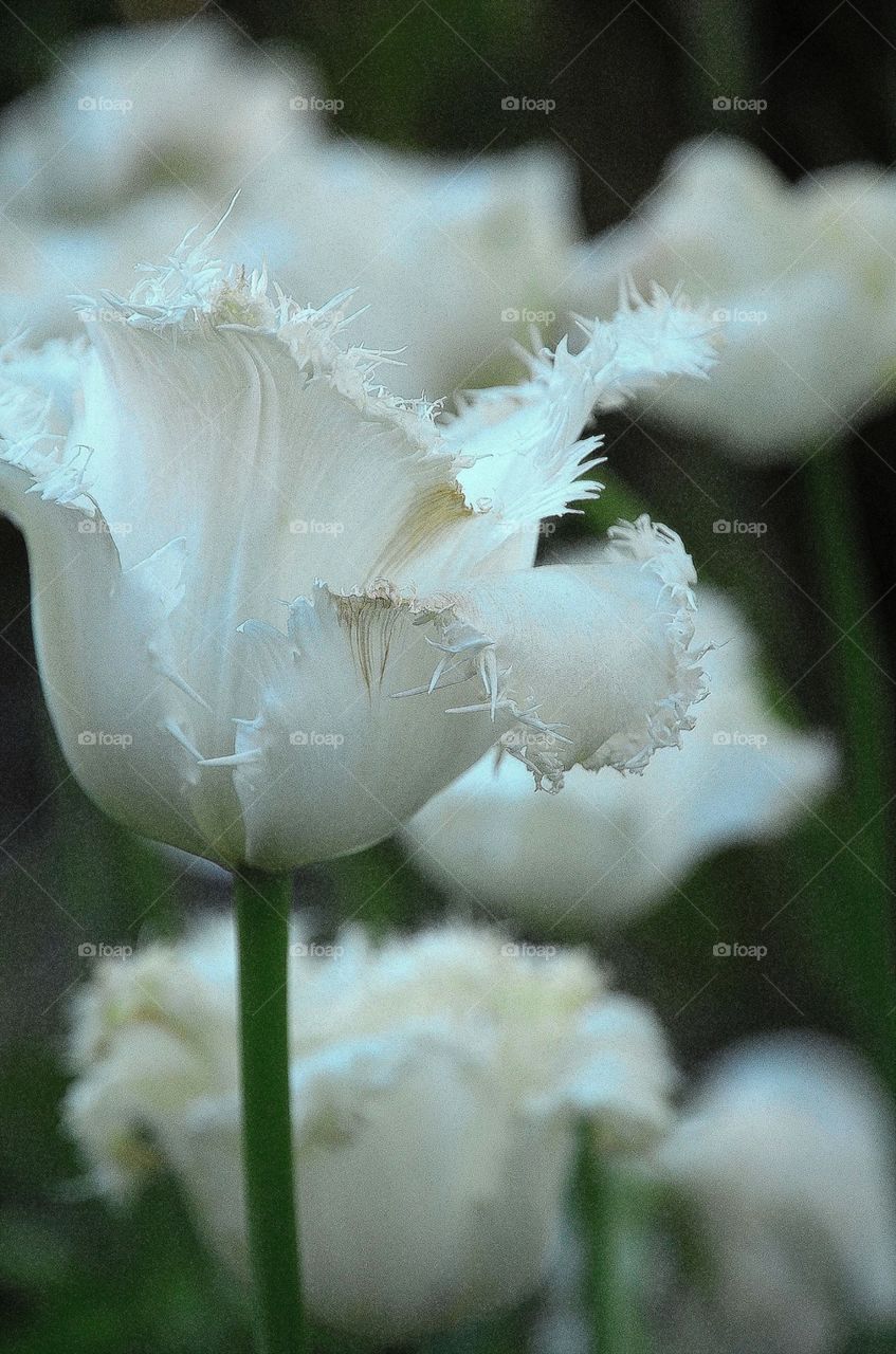 White tulips