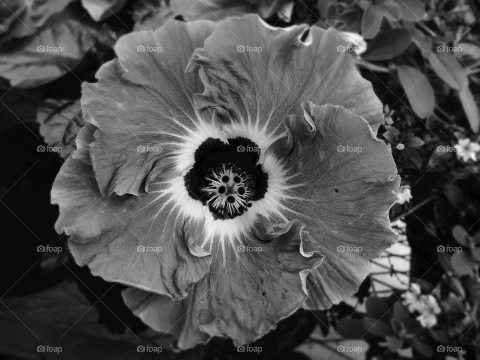 Monochrome Hibiscus 