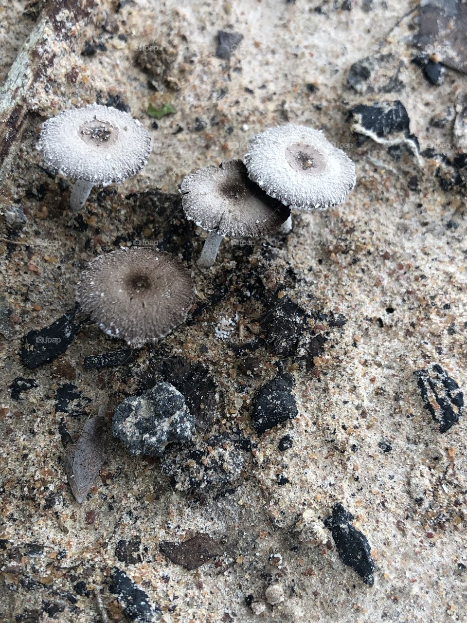 The signs of nature, mushrooms @ us ( Countryside,Thailand)