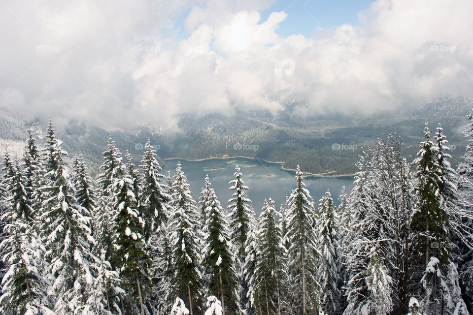 High angle view of snowy trees