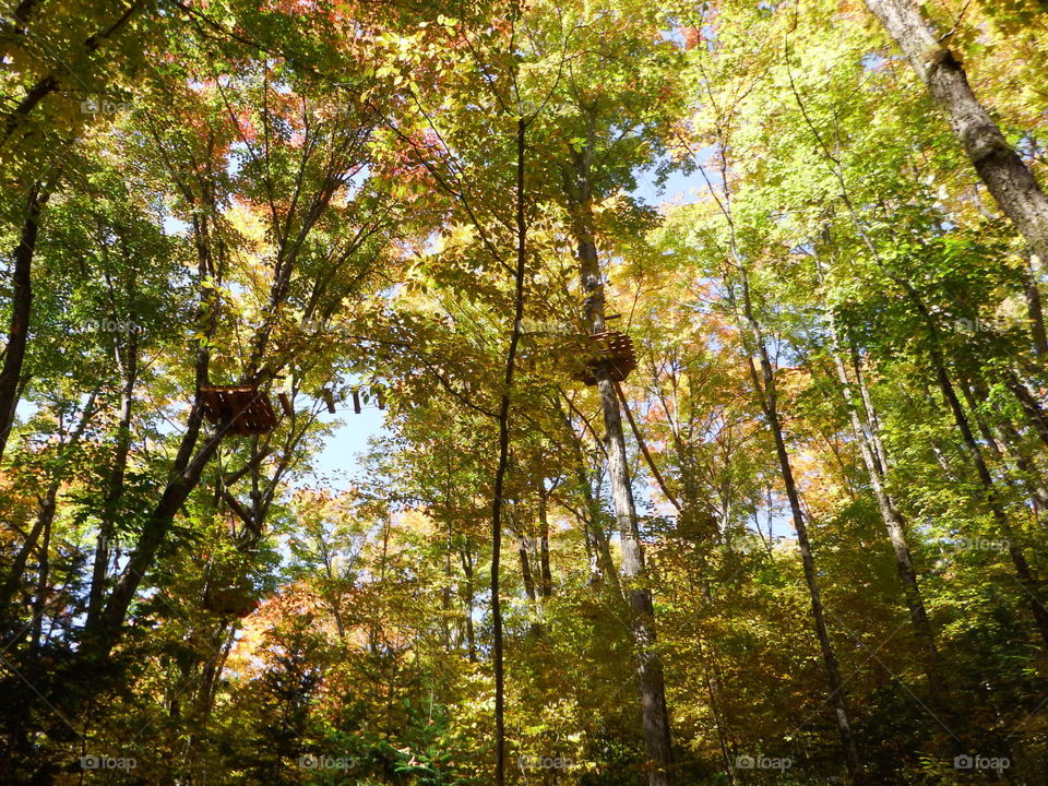 Treetop trekking in Autumn