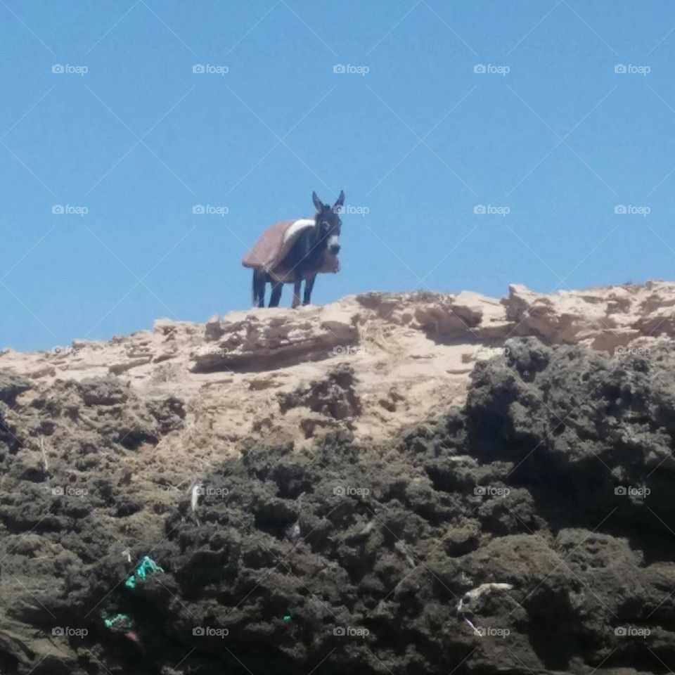 Beautiful donkey on the dune.