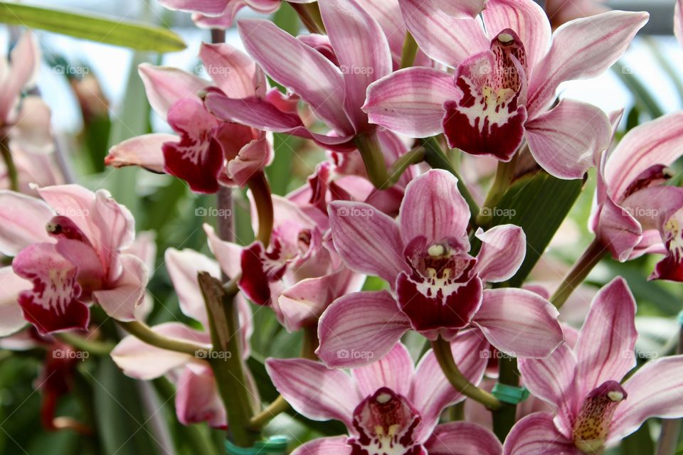 Pink and white full bloom orchids