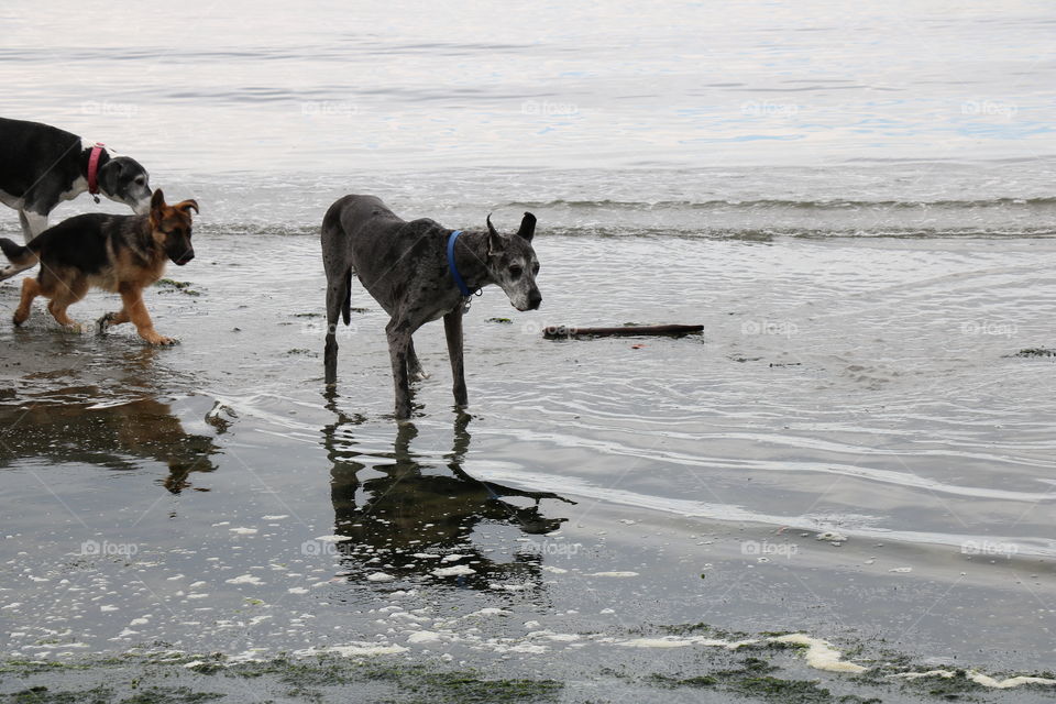 Walk in the beach