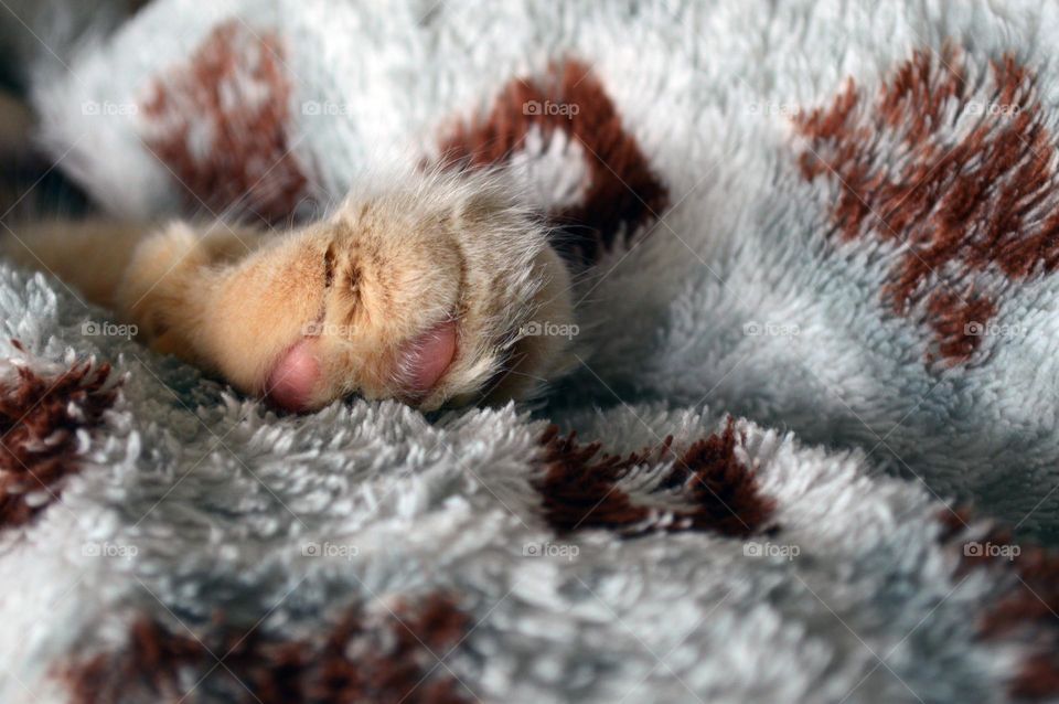 paw of a small red cat with pads