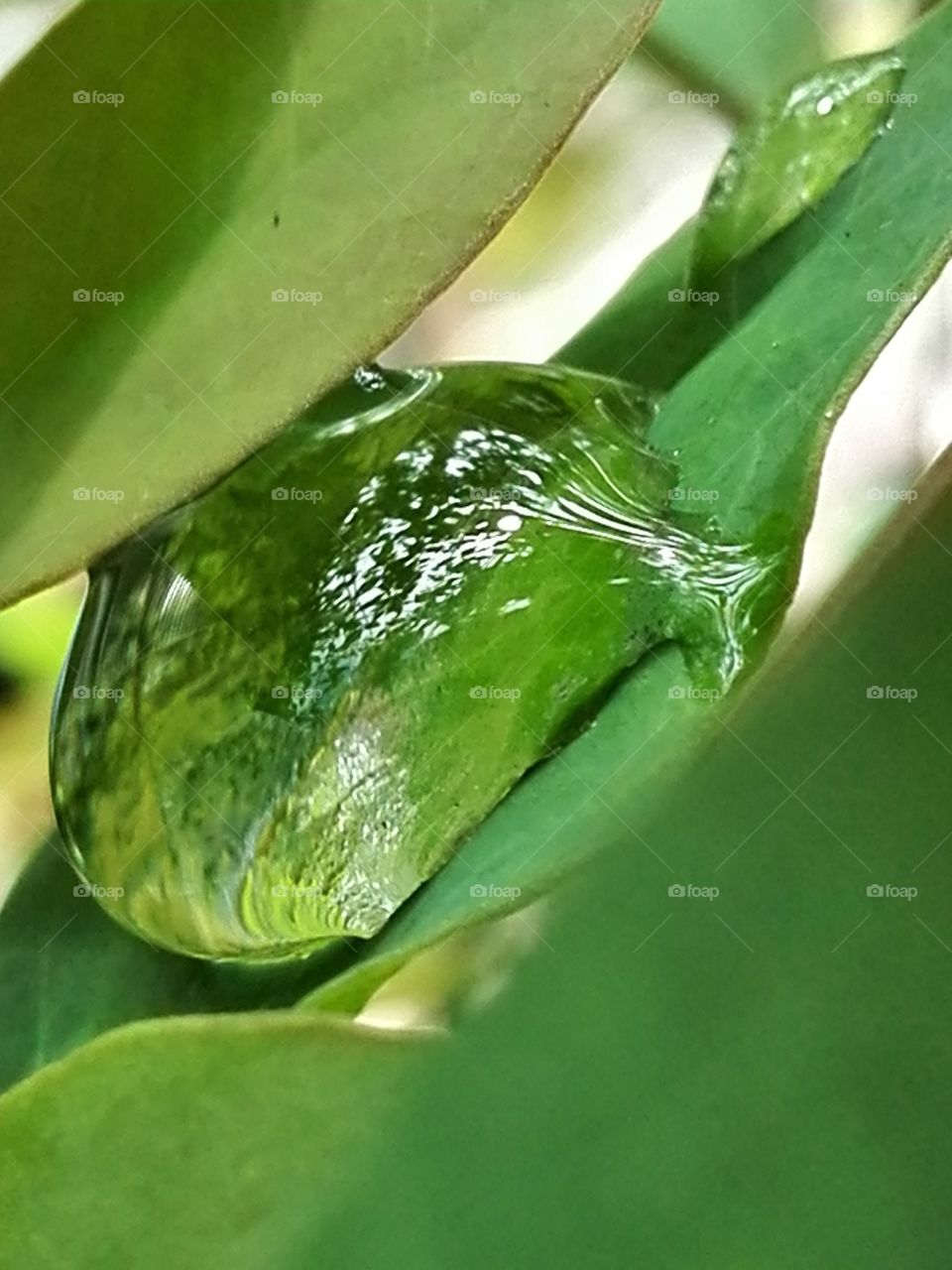 Rsondrop on a leaf