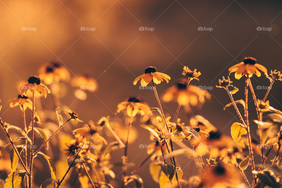 Wild flowers on autumn background.
