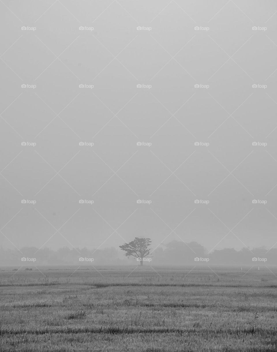 Alone tree in a Foggy fields during sunrise.