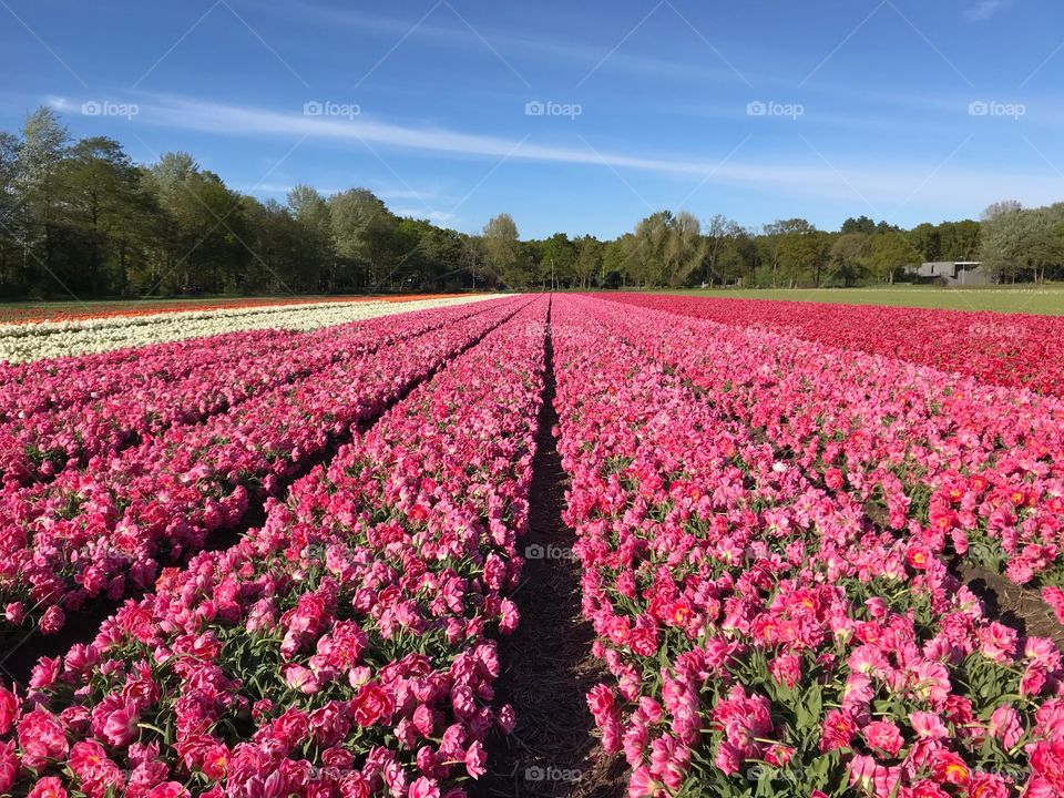 Pink tulips field during spring in Holland 