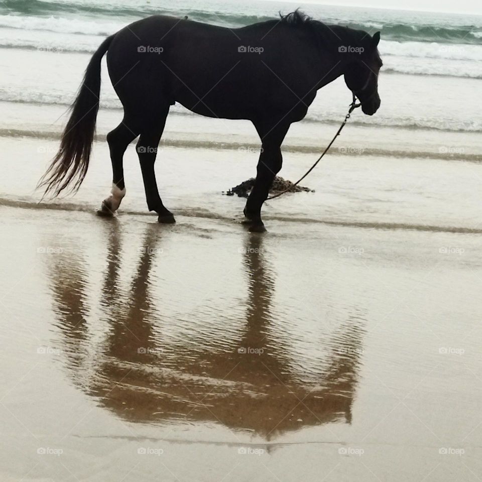 beautiful black horse and its shadow near the beach.