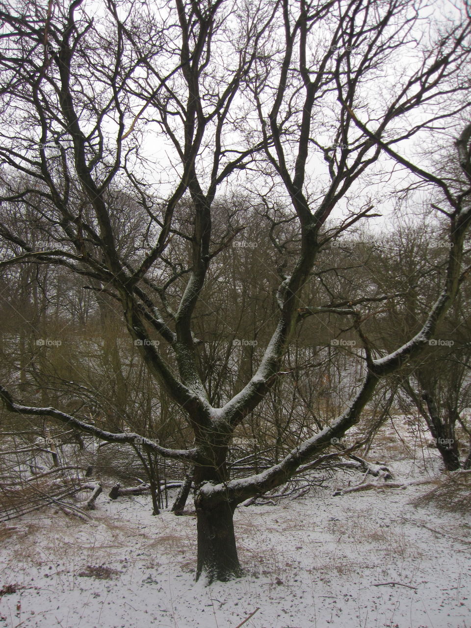 Tree, Landscape, Winter, Wood, Branch