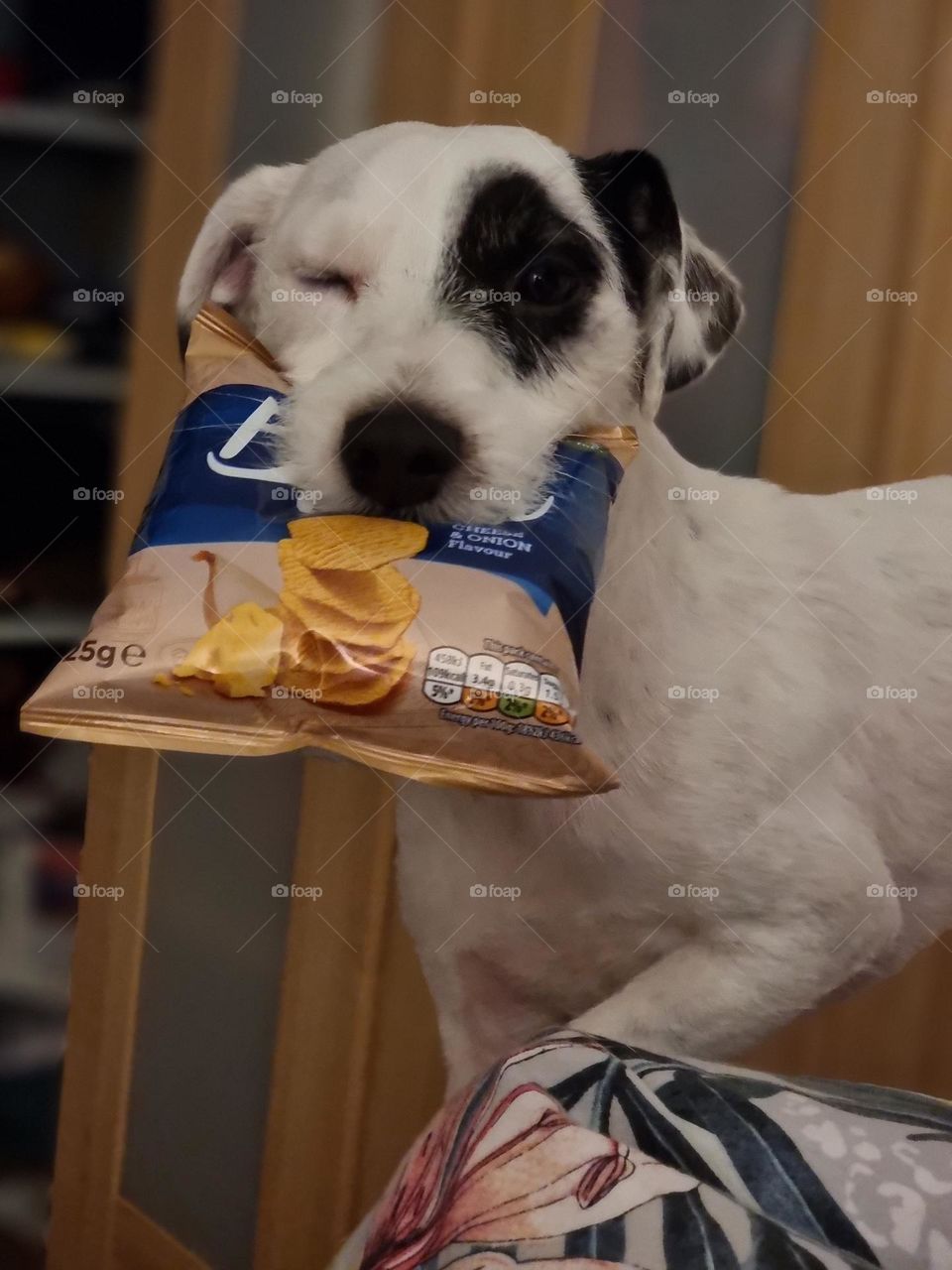 Parson Russell Terrier