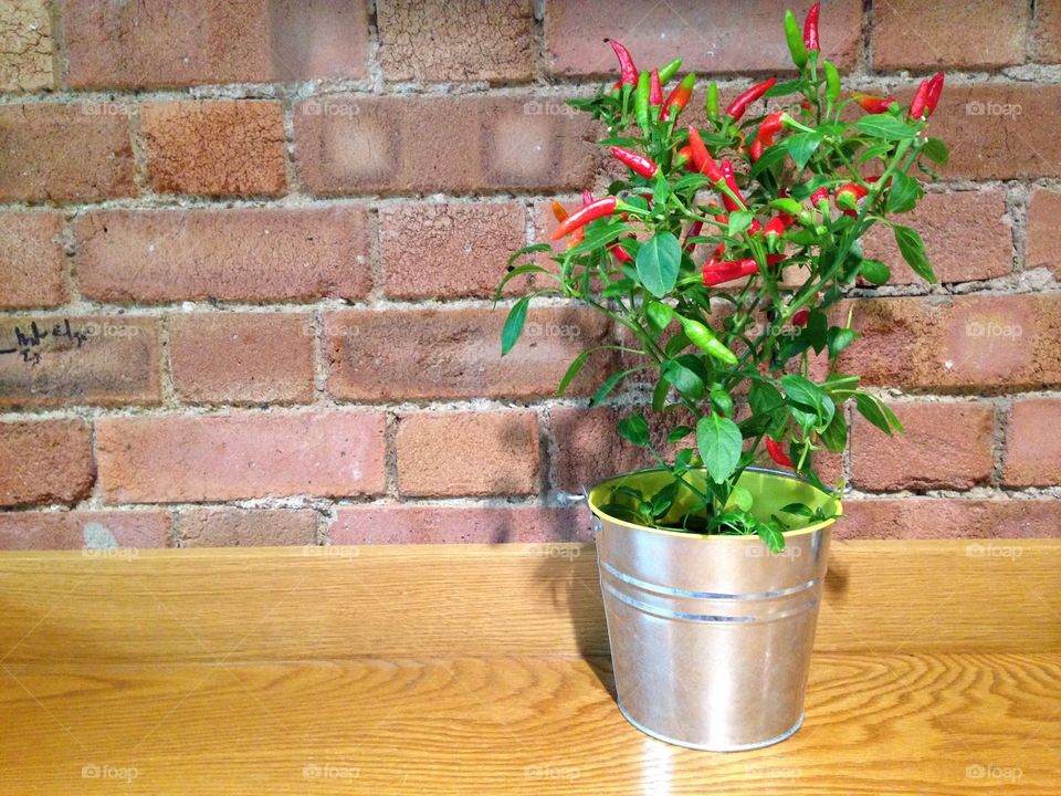 Chili pepper red pot plant table brick wall