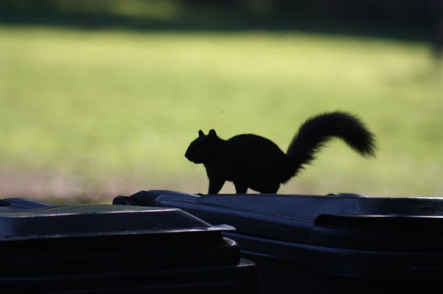 Little squirrel