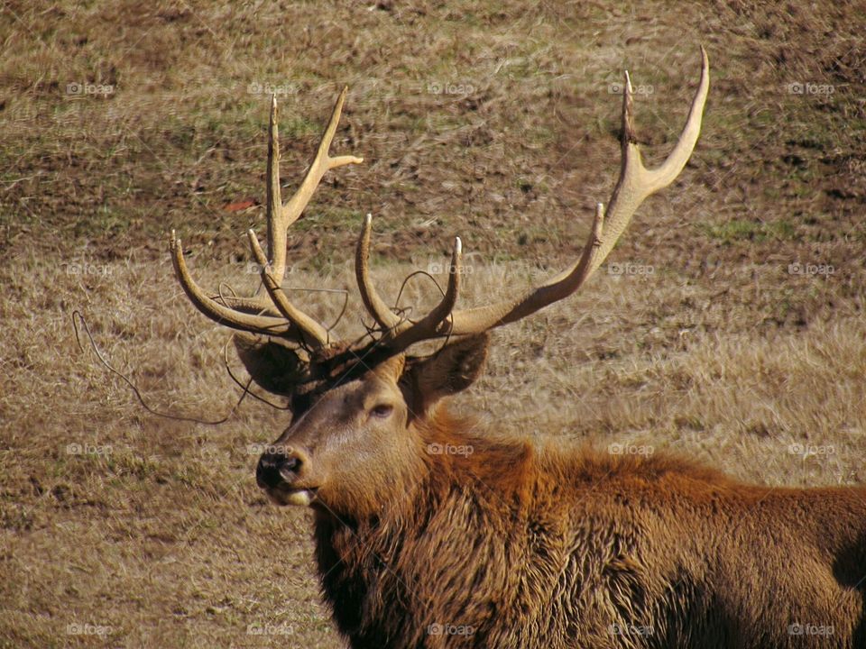 Bull elk