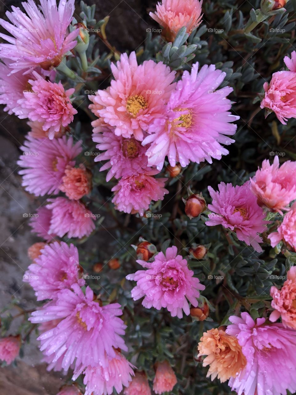 Flowers found on the coastal road of central Torquay.