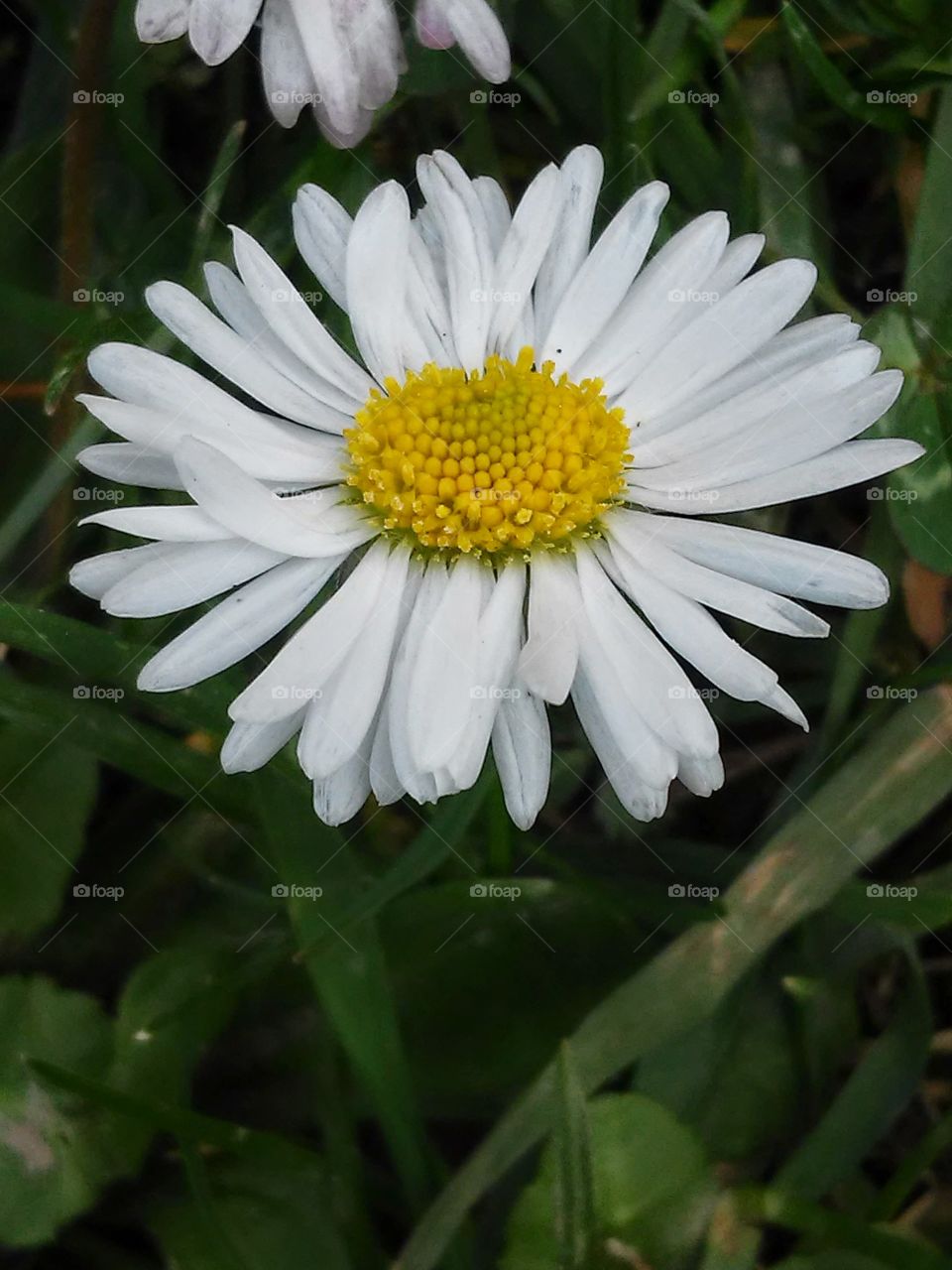 white flower 