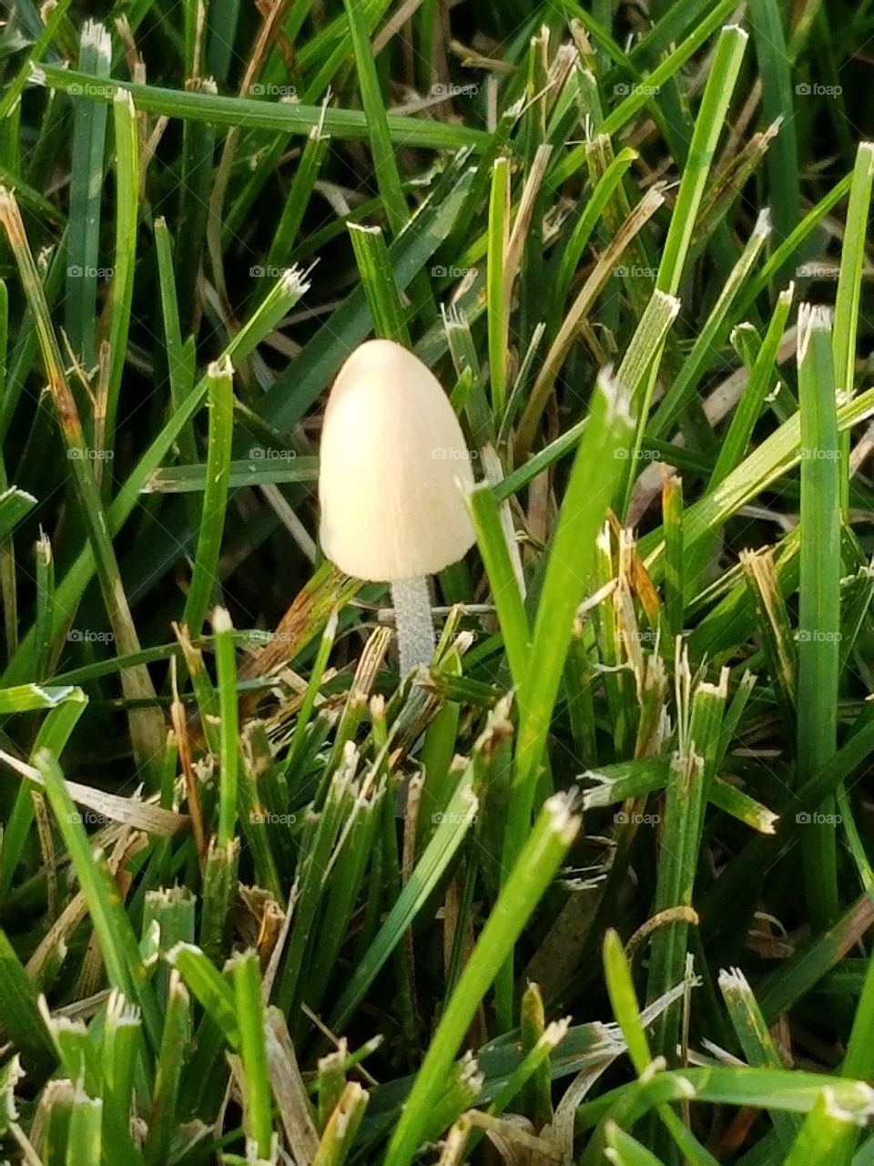 fungi or mushroom in lawn