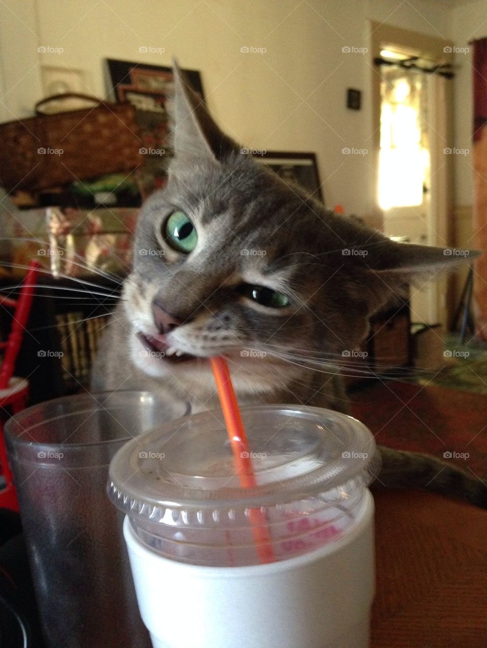 My kitty runs on Dunkins