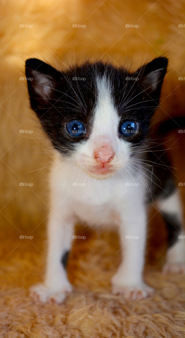 Cat, Cute, Pet, Eye, Mammal