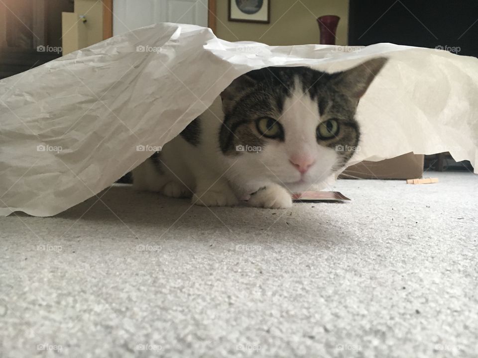 Cat under tissue paper