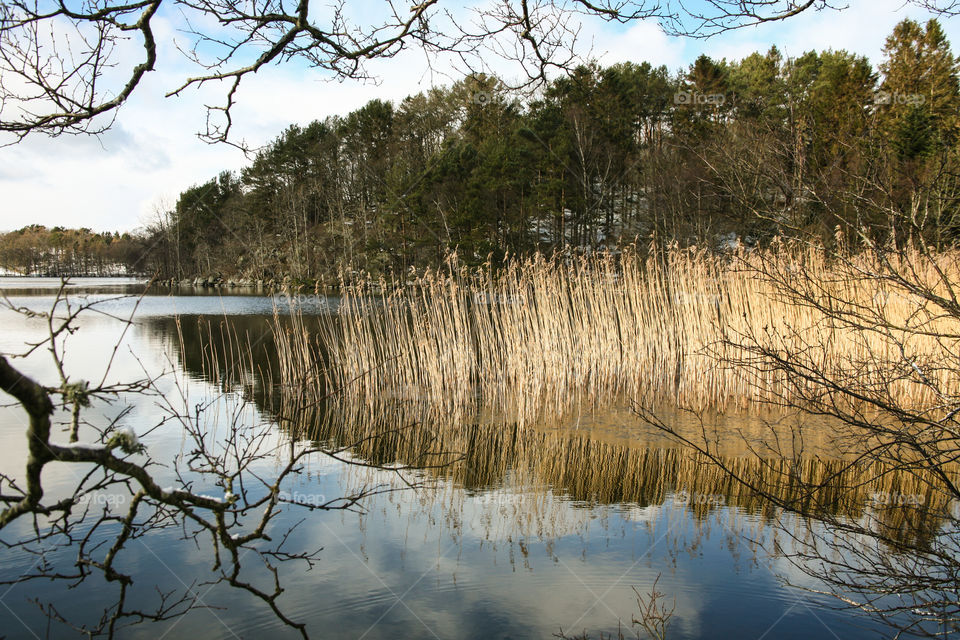 Straws in a lake. 