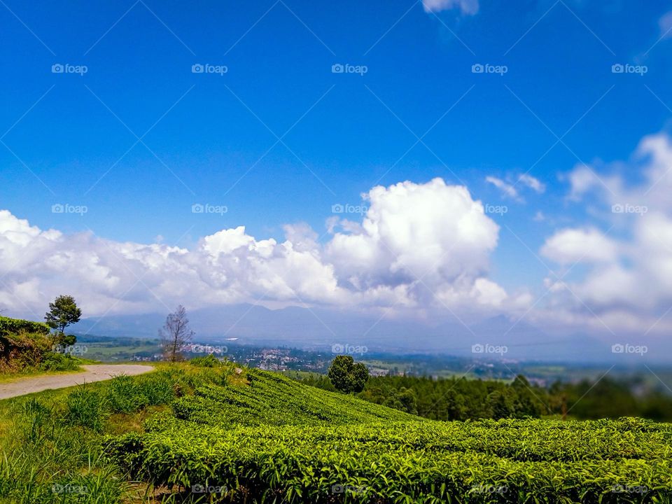 tea plantation