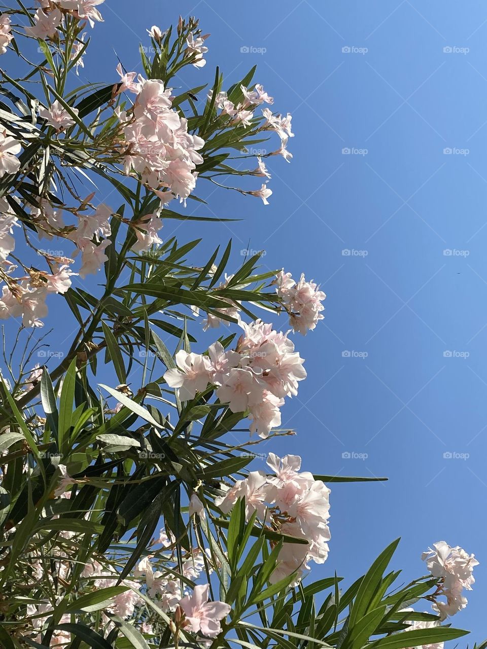 Beautiful pink flowers with the blue sky in the background. Stunning nature photography. 
