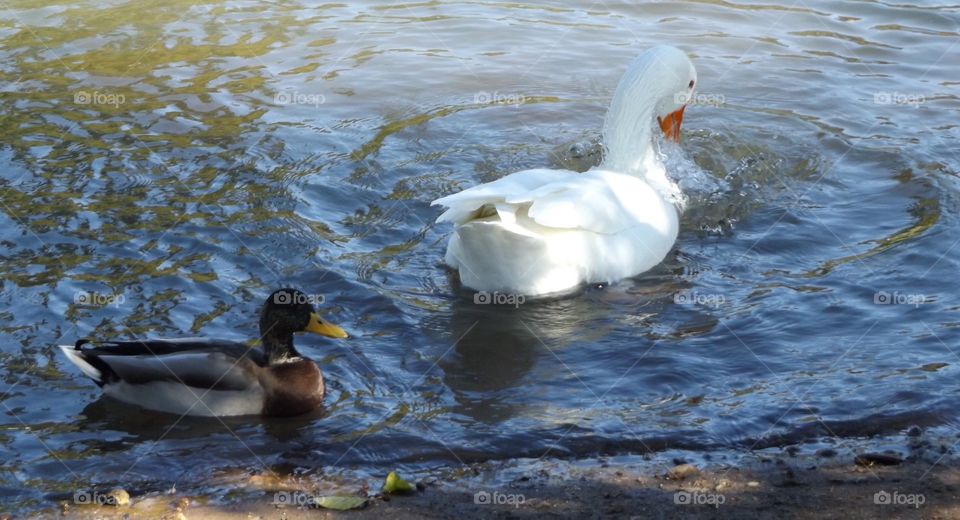 Duck and a Goose 