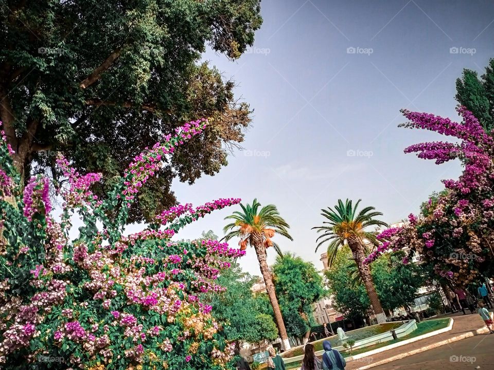 flowers blooming 💕💮💐