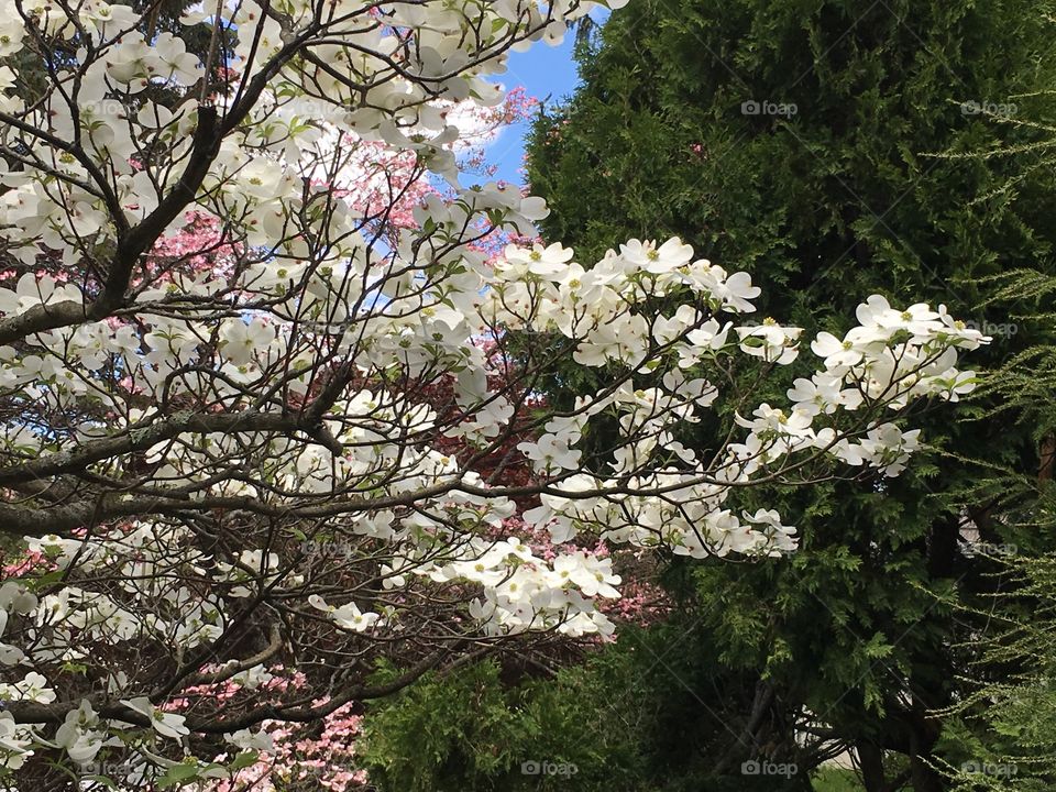 Dogwood in sunlight