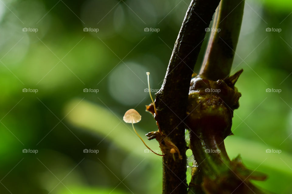 A tiny mushroom