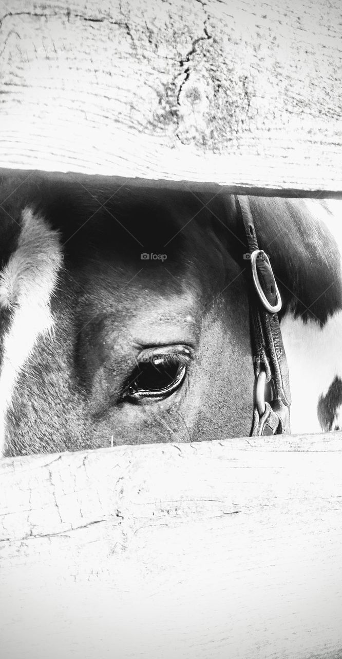 Black and White Horse Eye in the Fence