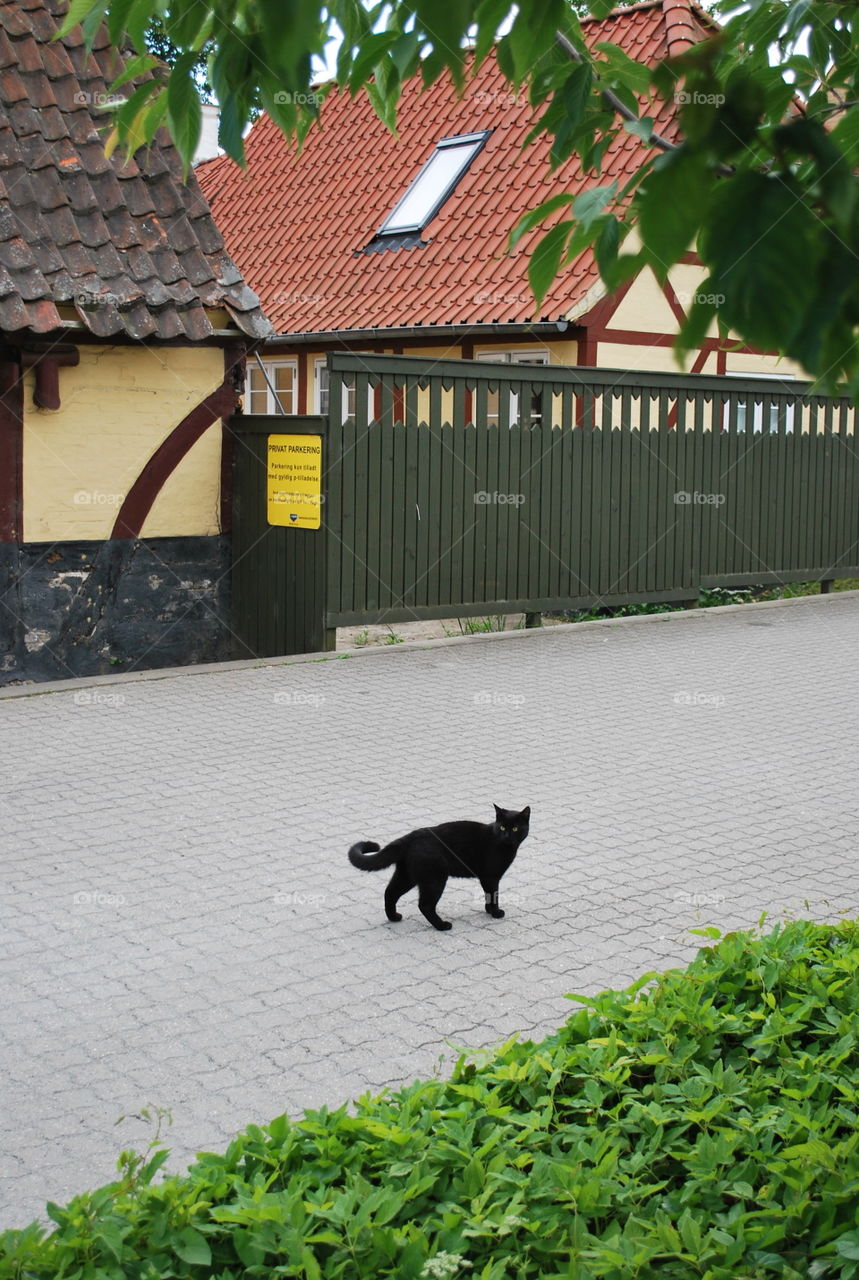 Black Cat Roams the Streets, Denmark
