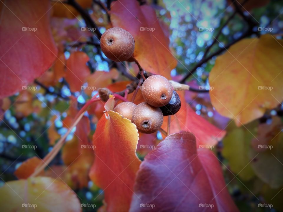 Pears