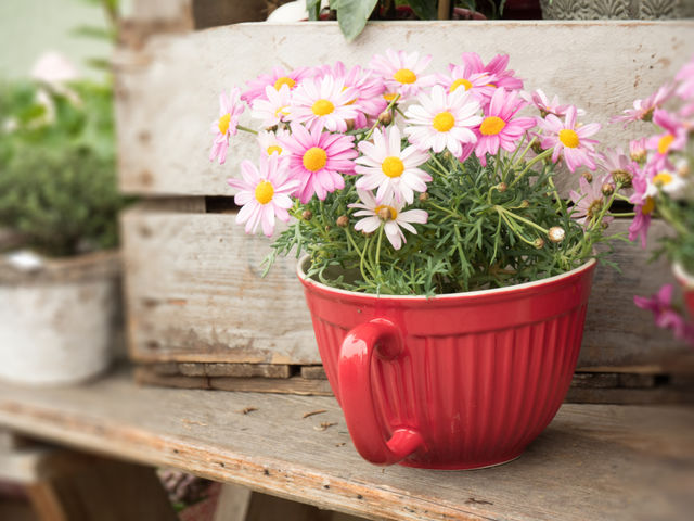Close-up of potted plant