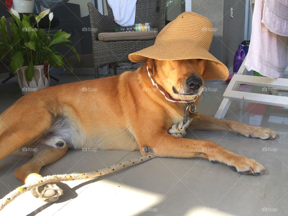 Stylish Dog