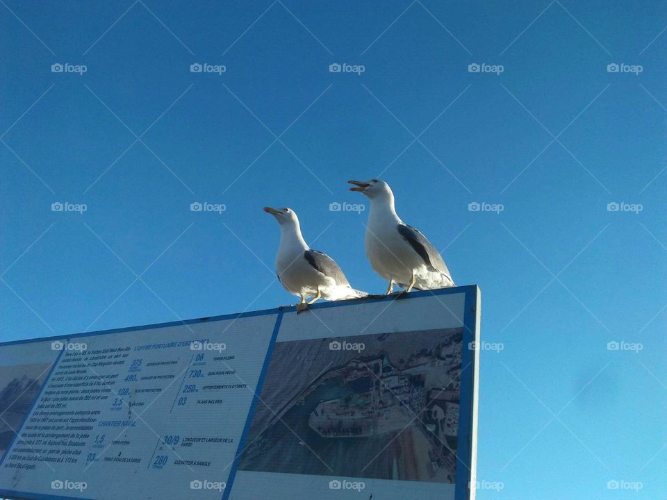 Beautiful seagulls standing on a panel at essaouira harbour in Morocco.