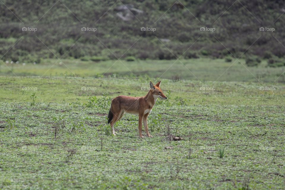 Ethiopian wolf 34