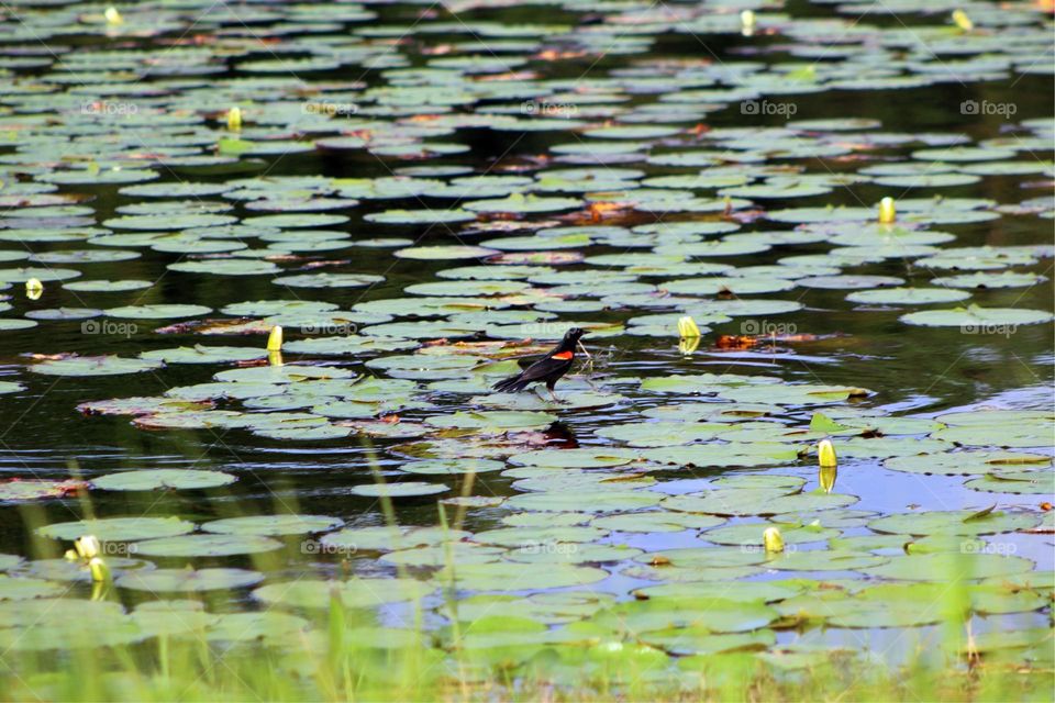 A Red winged blackbird bouncing on the lily pads looking for some lunch. 