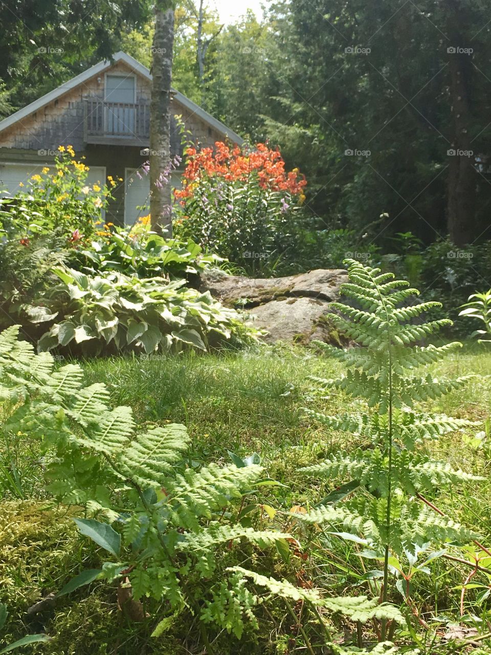 Backyard garden east coast USA 