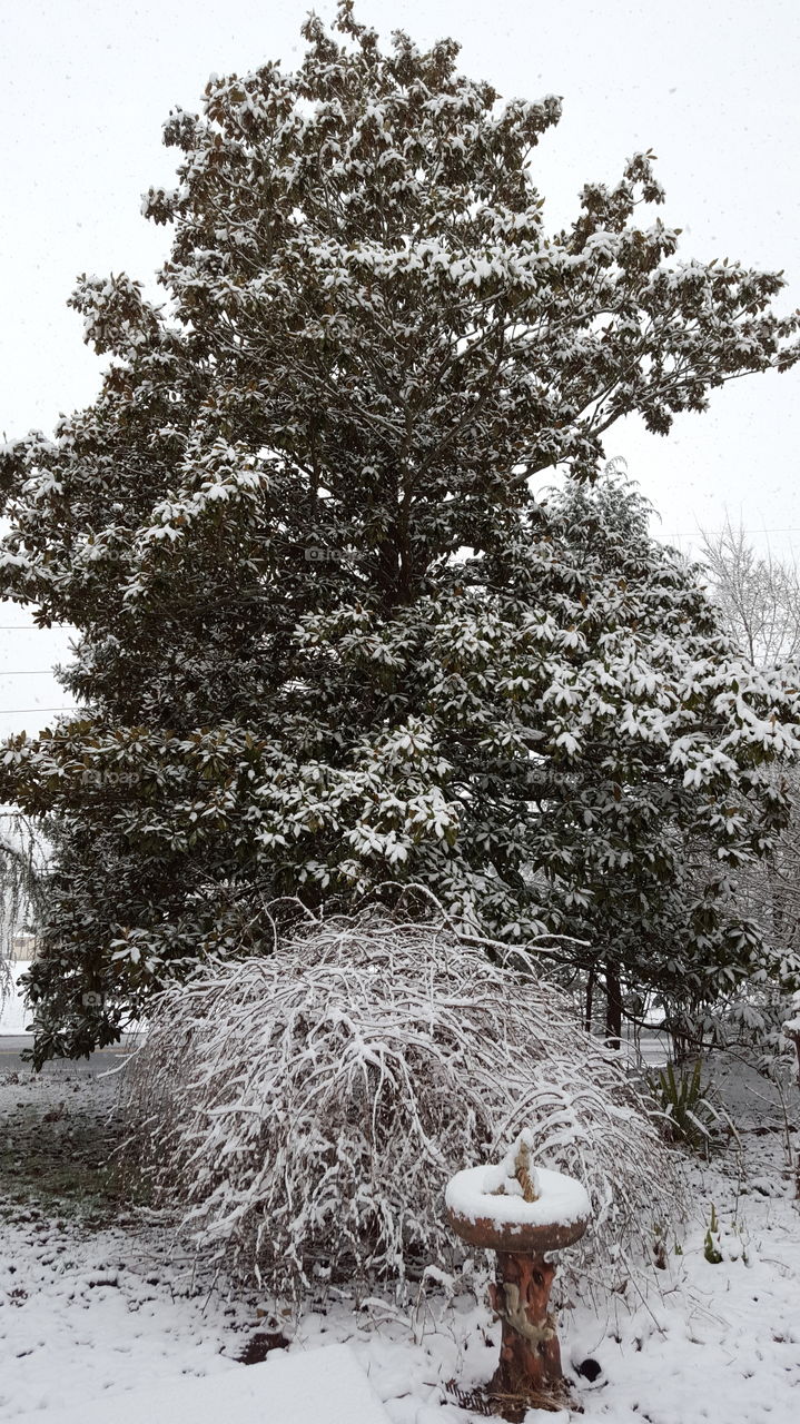 Winter, Snow, Tree, Frost, Season