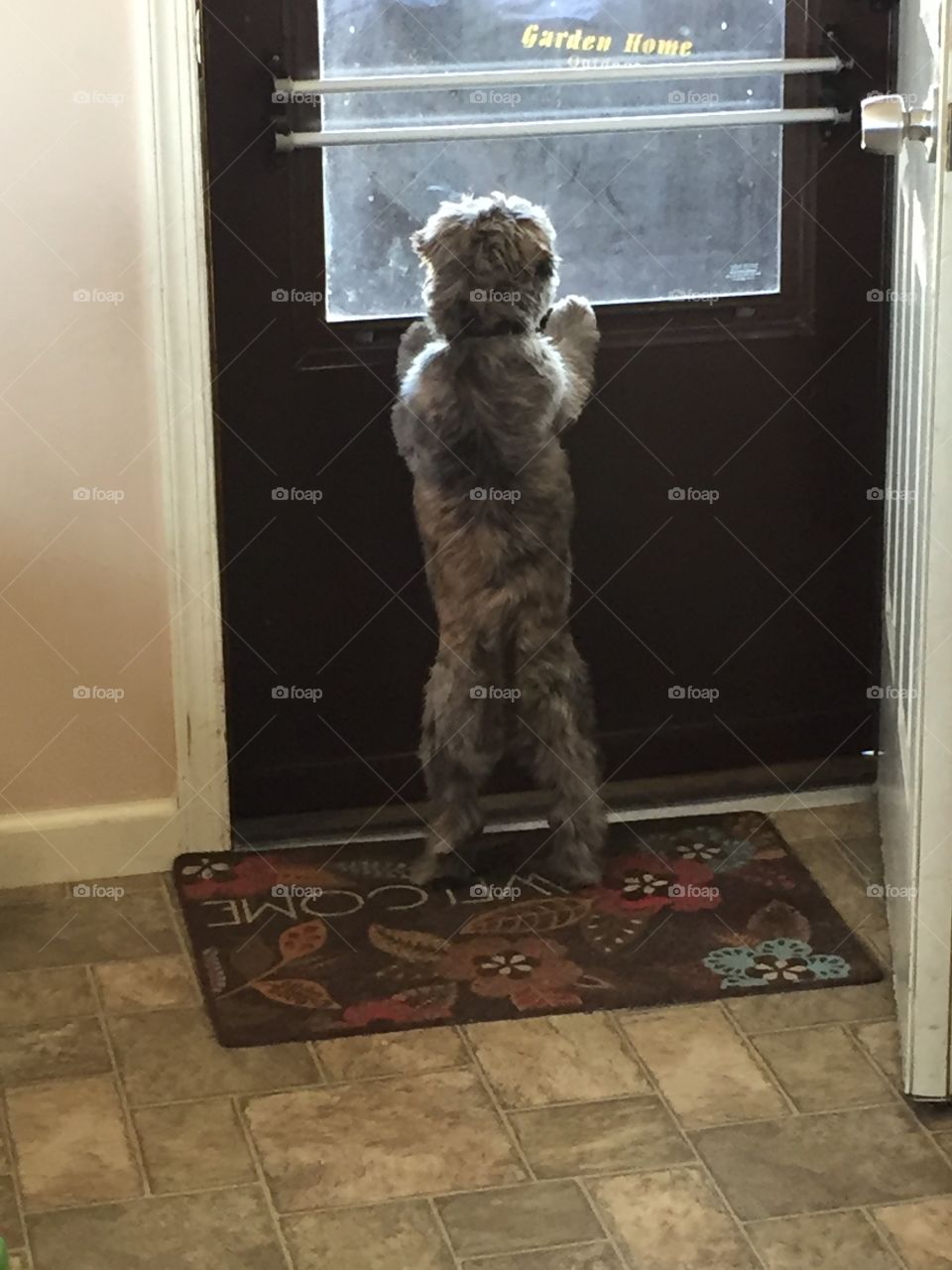 Dog looking out door