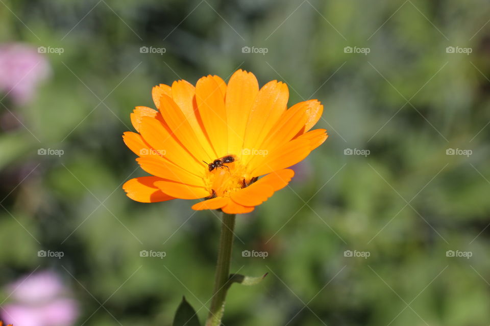 Yellow flower in the garden